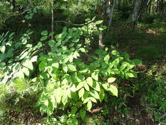 Aralia cordata