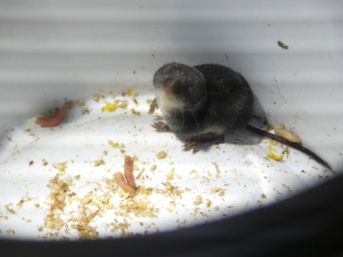 Mediterranean Water Shrew, photo 2 of 10