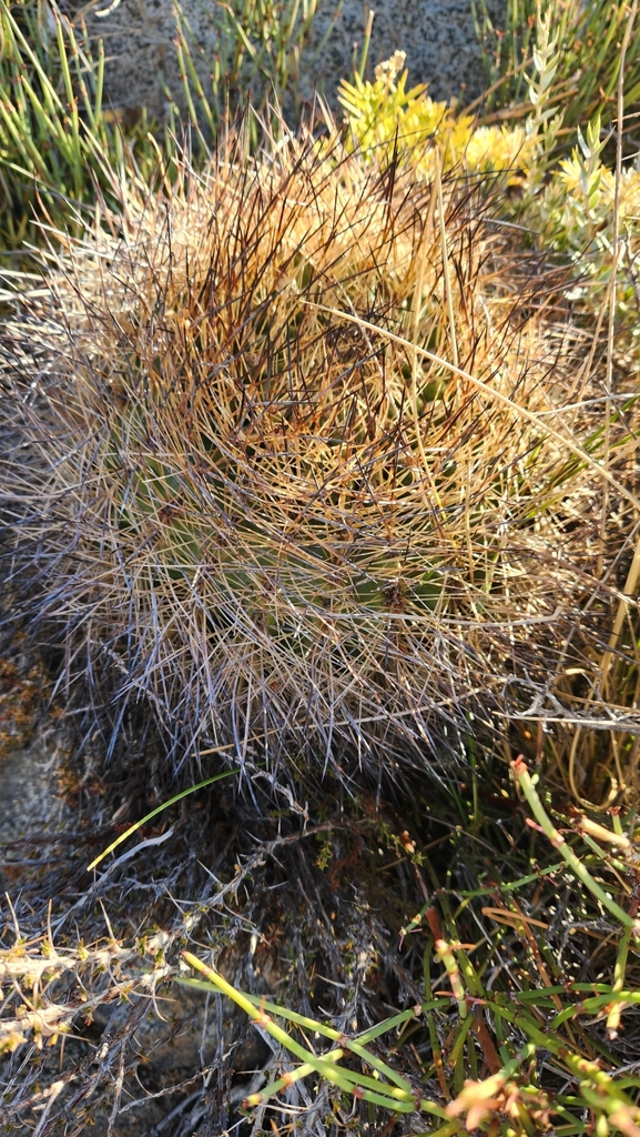 Eriosyce engleri