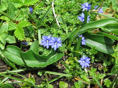 Gentiana choanantha
