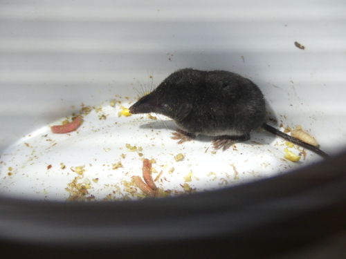 Mediterranean Water Shrew