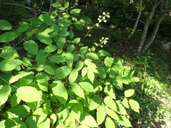 Aralia cordata