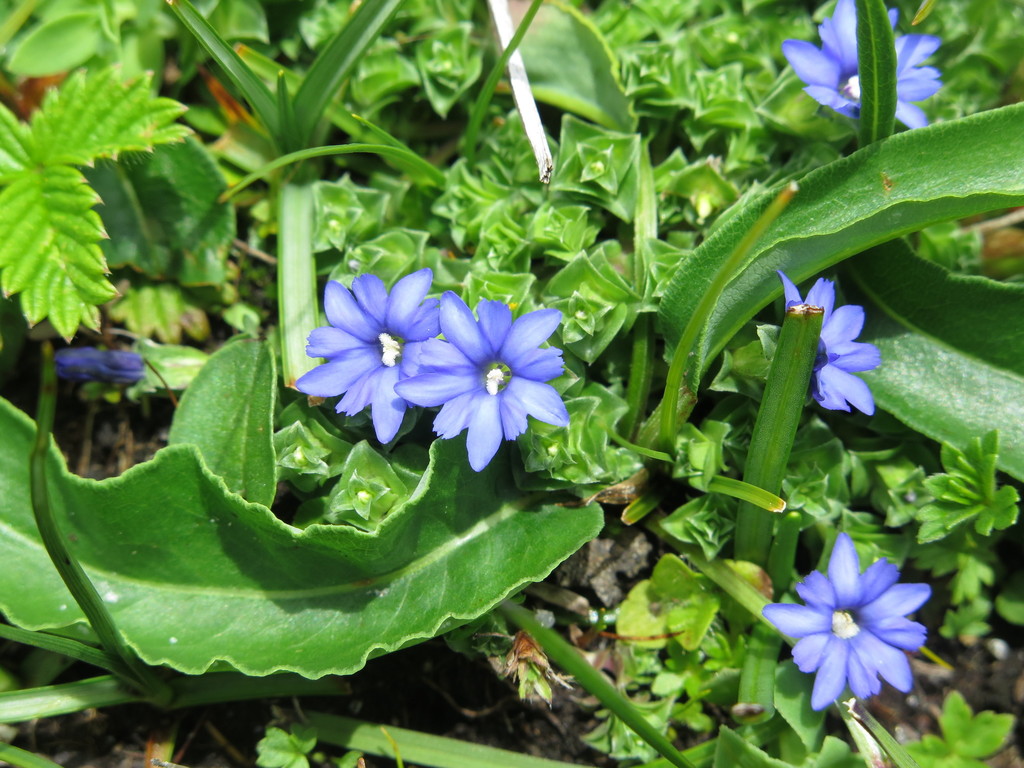 gentian subtribe