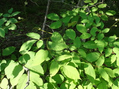 Aralia cordata