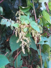 Magnoliopsida