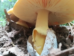 Amanita crocea