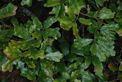 Quercus boyntonii