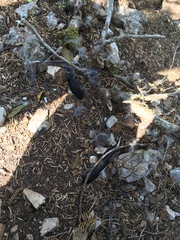 Garrulus glandarius graecus