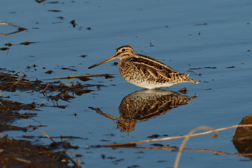 Agachadiza común (Gallinago gallinago)