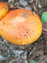 Amanita crocea