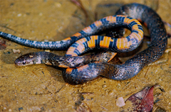 Short Ground Snake photo 2