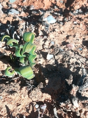 Trachyandra tortilis