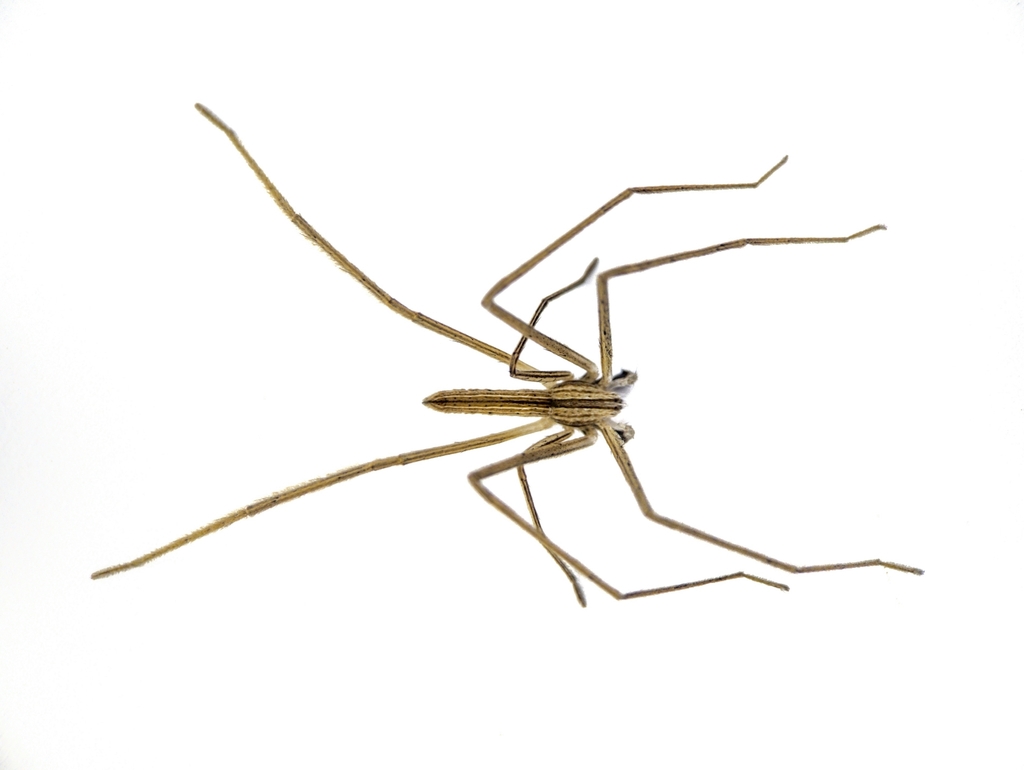 Quemedice enigmaticus