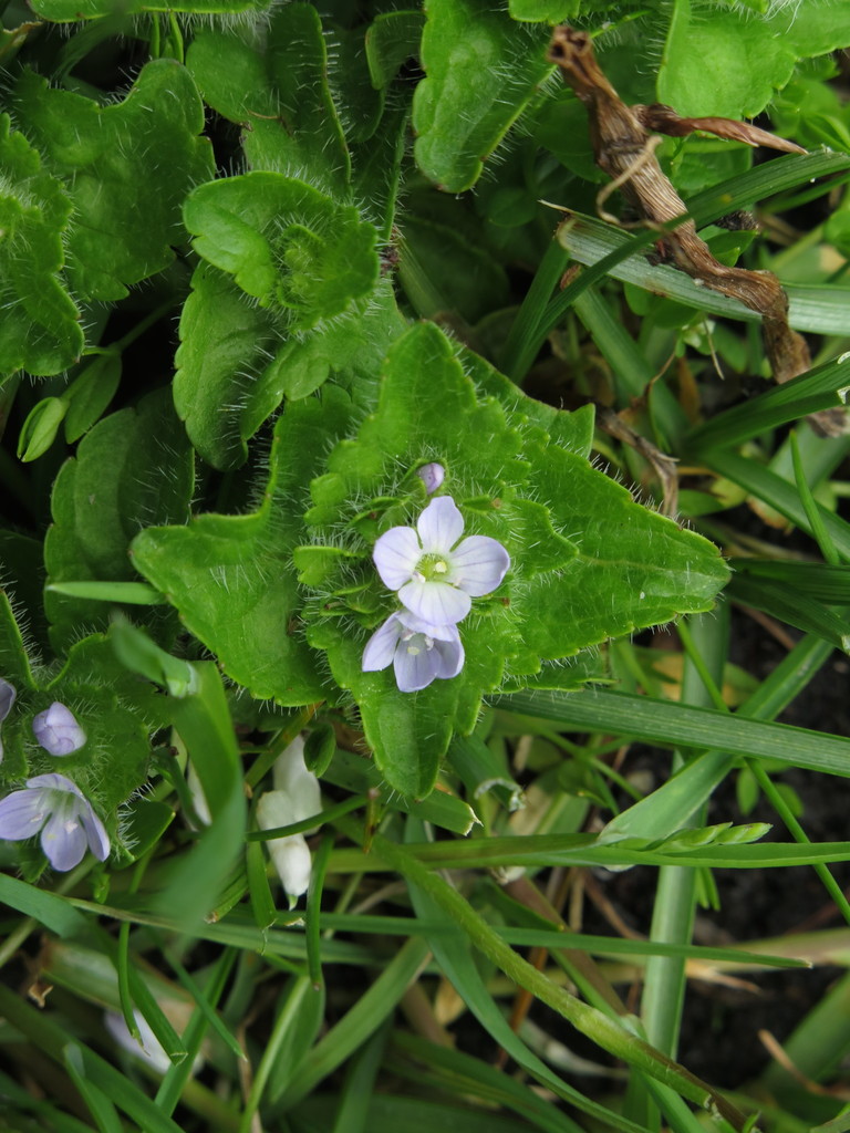 Veronica umbelliformis