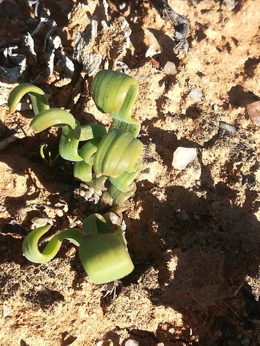 Trachyandra tortilis
