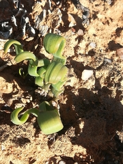 Trachyandra tortilis