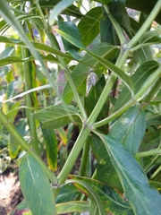 Danaus plexippus