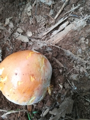 Amanita crocea