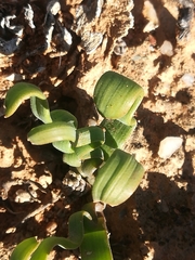 Trachyandra tortilis