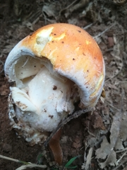 Amanita crocea