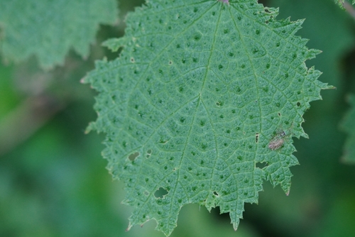 Image of Urtica thunbergiana by (c) 香菇, some rights reserved (CC BY)