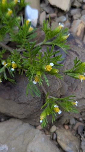 Image of Tagetes filifolia by no rights reserved