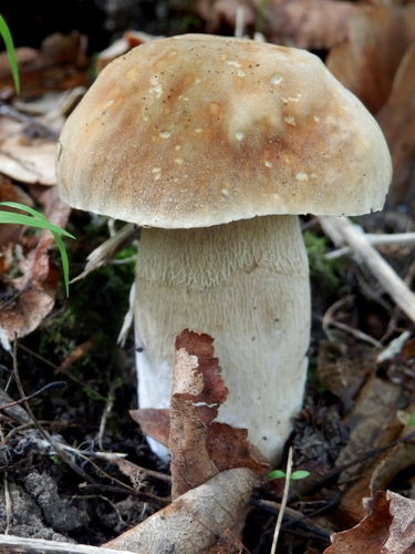 Summer Bolete