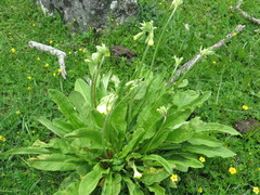Primula sikkimensis