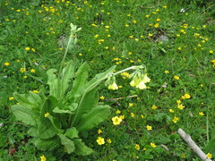 Primula sikkimensis