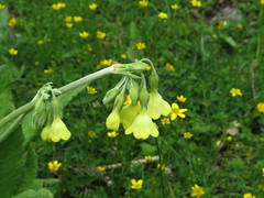 Primula sikkimensis