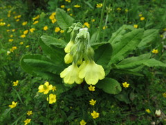 Primula sikkimensis
