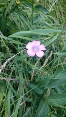 Linum viscosum