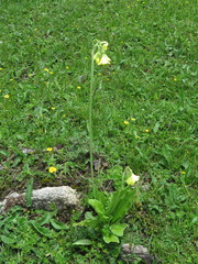 Primula sikkimensis