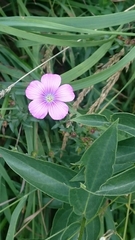 Linum viscosum