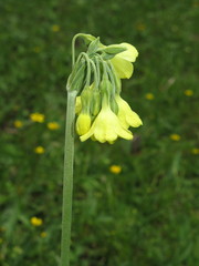 Primula sikkimensis