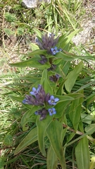 Gentiana cruciata cruciata