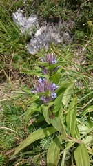 Gentiana cruciata cruciata