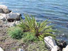 Limbarda crithmoides longifolia