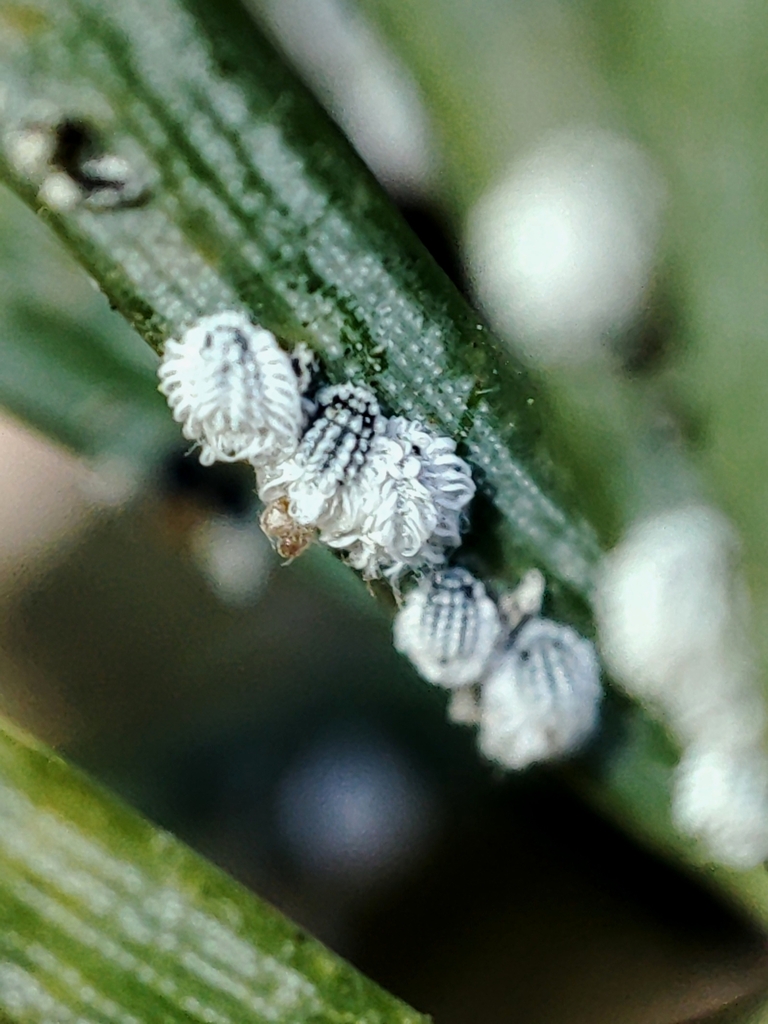 Adelges pectinatae