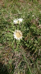 Carlina acaulis