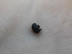 Rhyssomatus lineaticollis