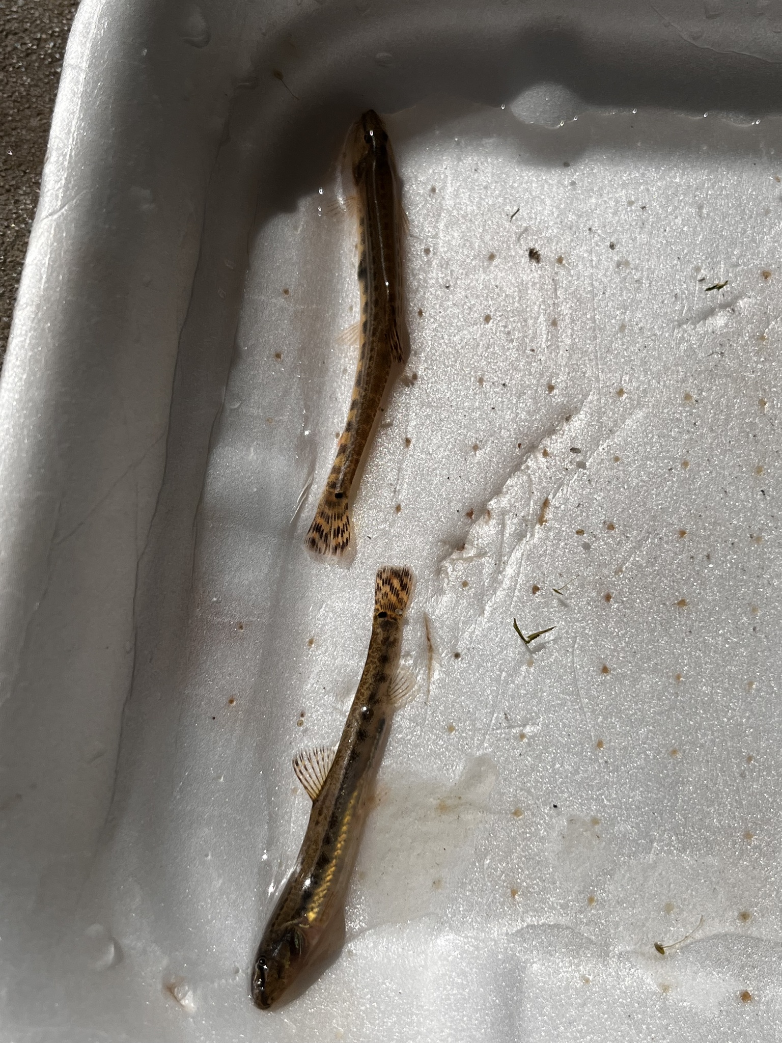 Danubian Spined Loach photo 3