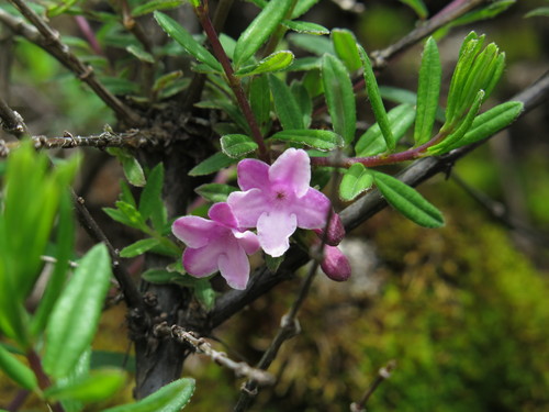 lilac-flowered honeysuckle (Variety Lonicera rupicola syringantha)   iNaturalist