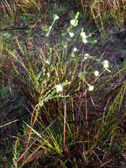 Pimelea flava dichotoma