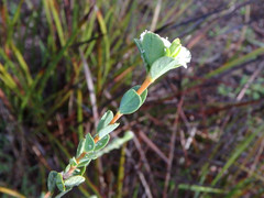 Pimelea flava dichotoma