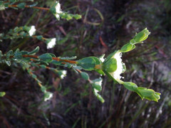 Pimelea flava dichotoma
