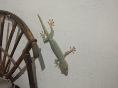 Gekko gecko