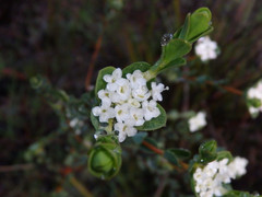 Pimelea flava dichotoma