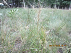 Elymus elymoides brevifolius