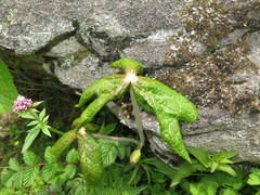 Podophyllum hexandrum